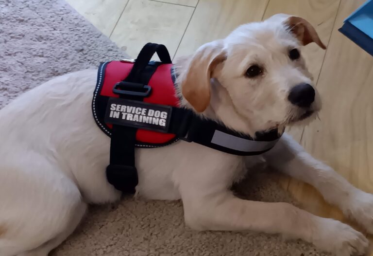 The Power of a Service Dog